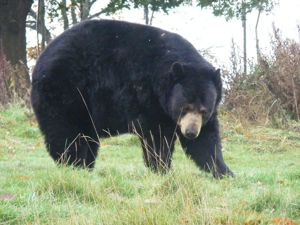 The Bear's Final Season Trailer Drops a Bombshell: Carmy Quits the Kitchen