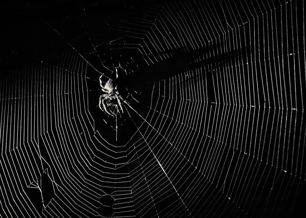 Lamorne Morris Suited Up as Spider-Noir? Plus Season 2 Teases!